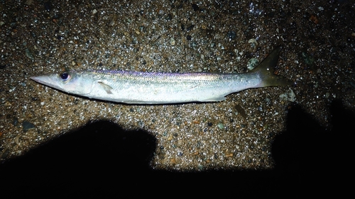 カマスの釣果