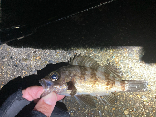 メバルの釣果