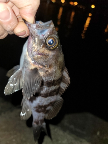 メバルの釣果