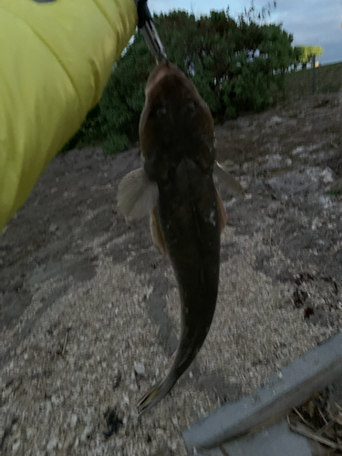 ミナミマゴチの釣果