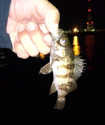 メバルの釣果