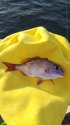 チャリコの釣果