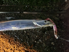 タチウオの釣果