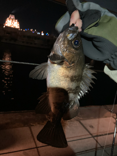 メバルの釣果