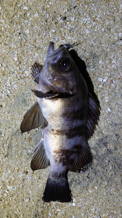 メバルの釣果