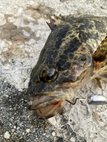 タケノコメバルの釣果