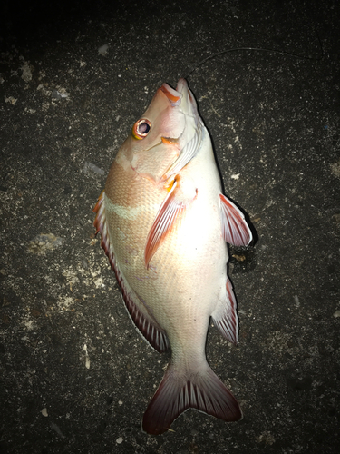 ヒメフエダイの釣果