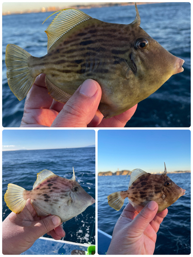 カワハギの釣果