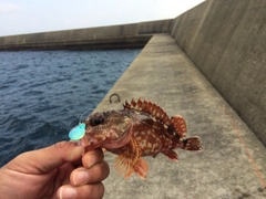 アラカブの釣果