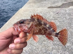 アラカブの釣果