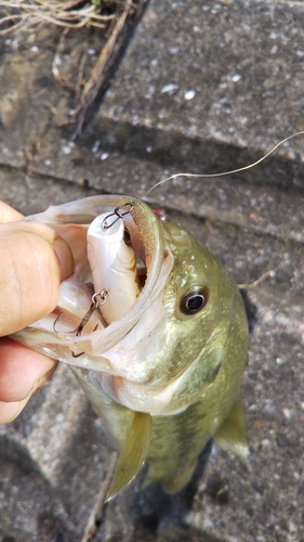 ラージマウスバスの釣果