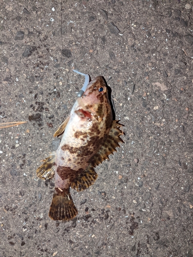 タケノコメバルの釣果