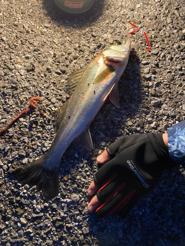 シーバスの釣果