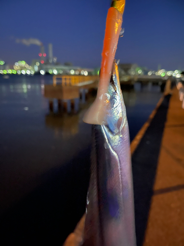 タチウオの釣果