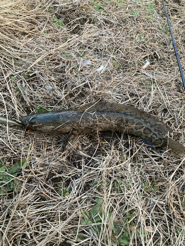 ライギョの釣果