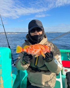 アヤメカサゴの釣果