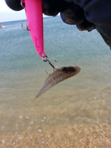 シタビラメの釣果