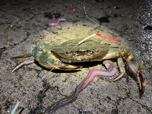 イシガニの釣果