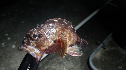 タケノコメバルの釣果