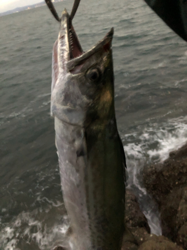 サゴシの釣果