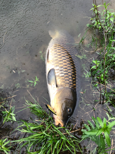 コイの釣果