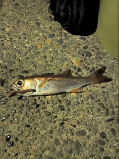 ムツの釣果