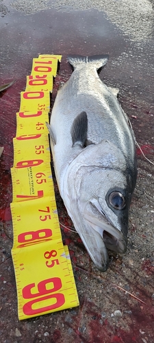 セイゴ（ヒラスズキ）の釣果