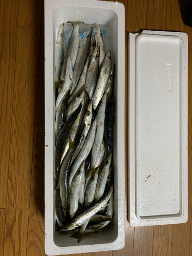 カマスの釣果