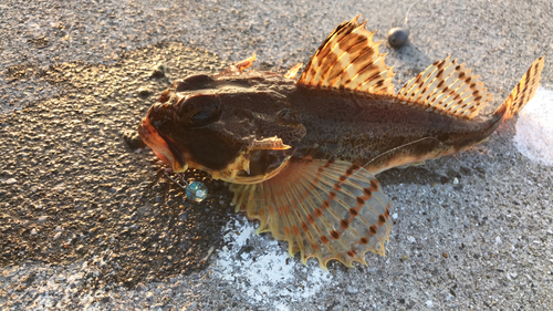 カジカの釣果