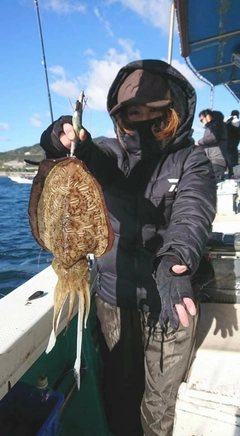 モンゴウイカの釣果