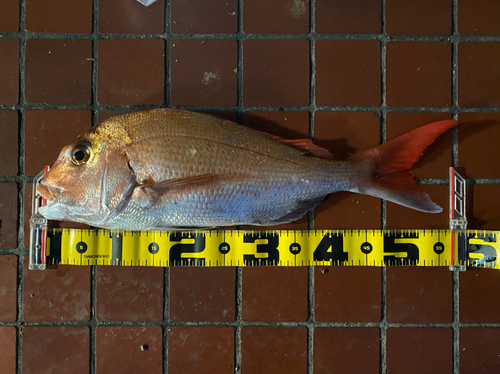 マダイの釣果