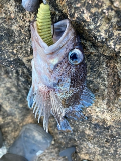 マゾイの釣果