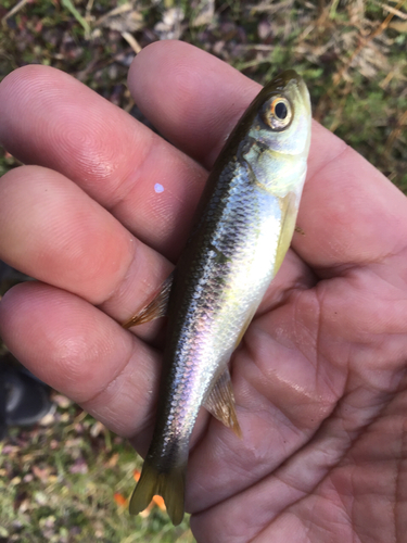 カワムツの釣果