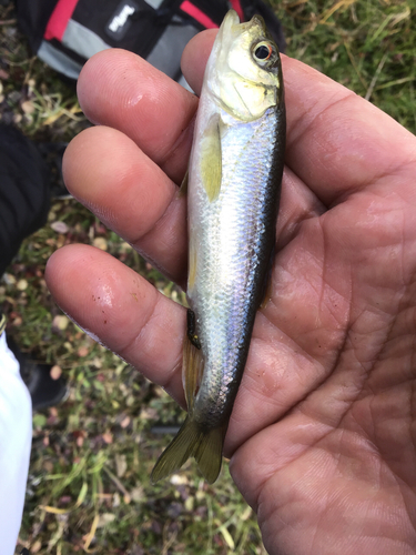 カワムツの釣果