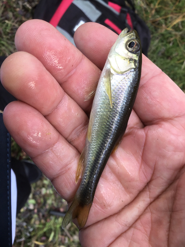 カワムツの釣果