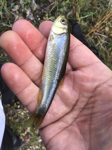 カワムツの釣果