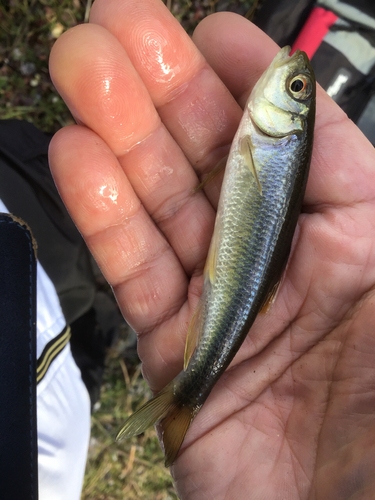 カワムツの釣果