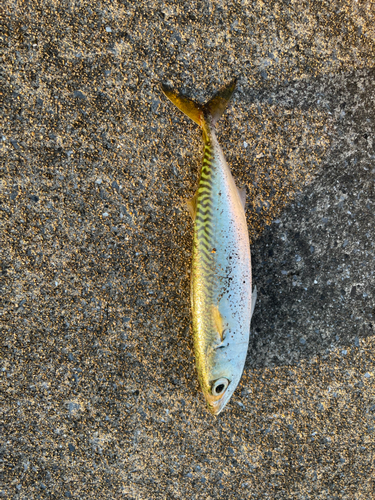 サバの釣果