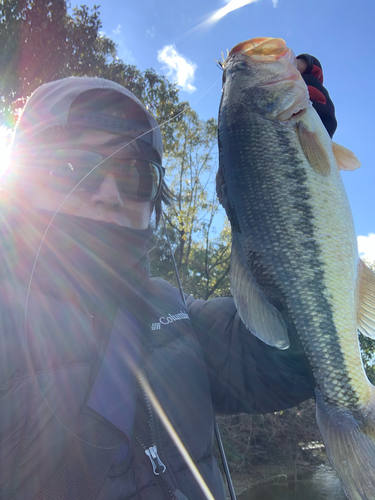 ブラックバスの釣果