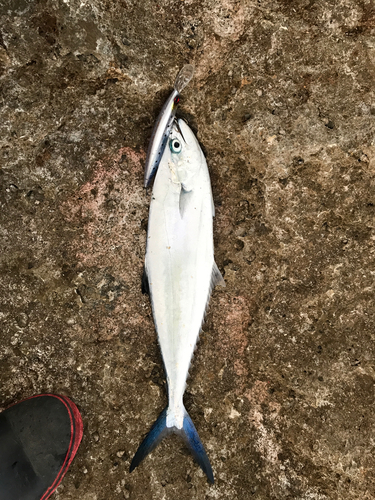 イケカツオの釣果