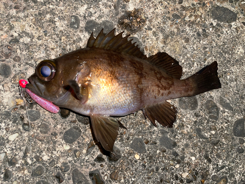 メバルの釣果