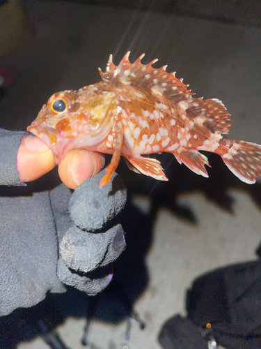 カサゴの釣果