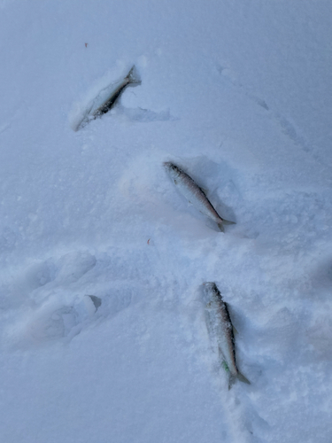 ニシンの釣果