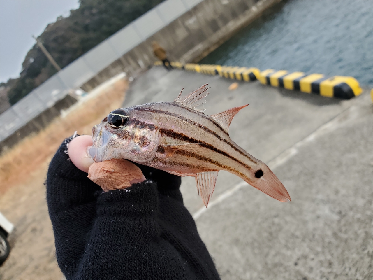 タカノハダイ