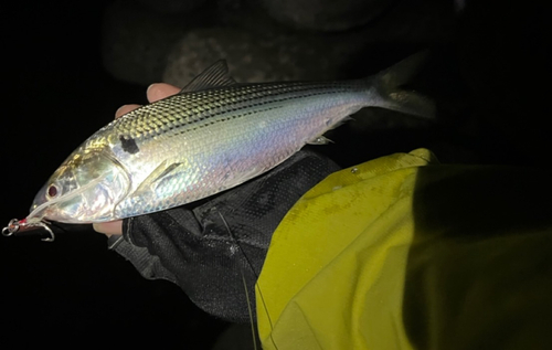 コノシロの釣果