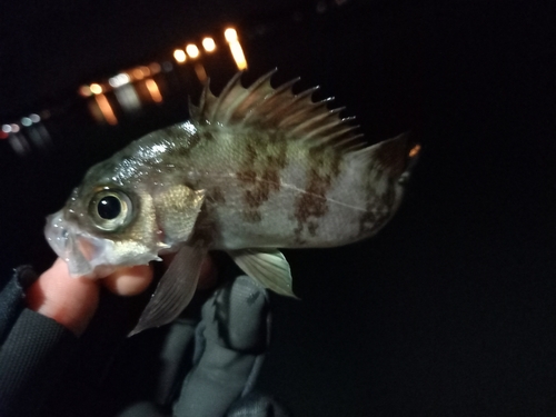 メバルの釣果