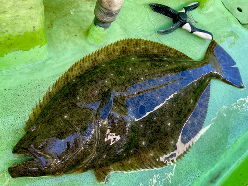 ヒラメの釣果