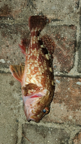 アラカブの釣果