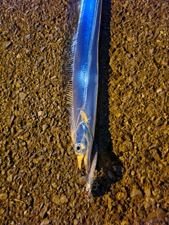 タチウオの釣果