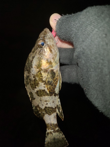 タケノコメバルの釣果